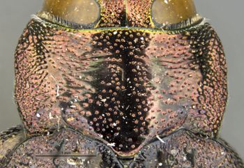 Media type: image;   Entomology 2702 Aspect: pronotum dorsal